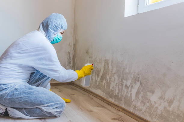 Black mold inspection in Anna Maria