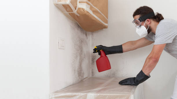 Basement Mold Remediation treatment on basement walls in Anna Maria