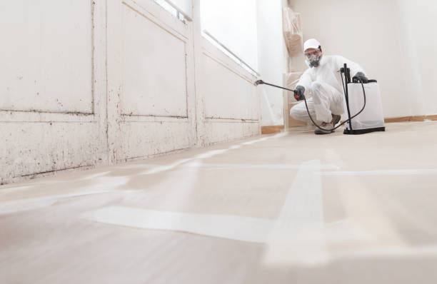 Black mold remediation team in Anna Maria